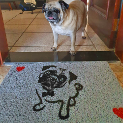 Pug